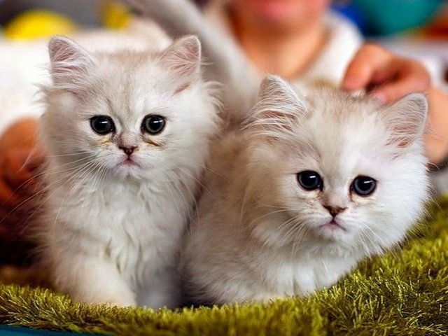 Породы кошек в Валуйке | ЗооТом портал о животных