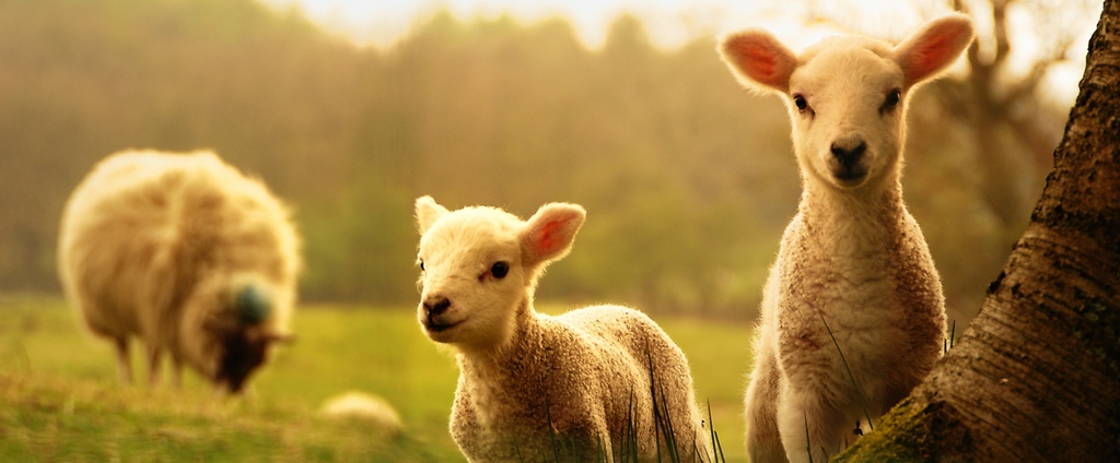 Объявления о сельскохозяйственных животных | ЗооТом - продажа, вязка и услуги для животных в Валуйке