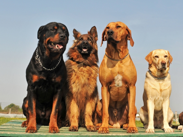 Крупные породы собак в Валуйке | ЗооТом портал о животных