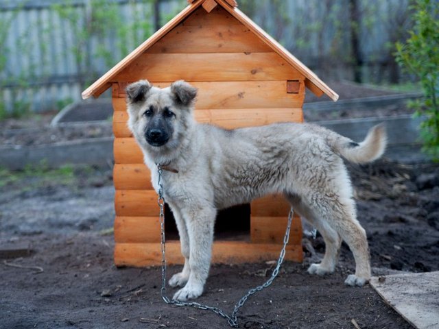 Все о собаках в Валуйке